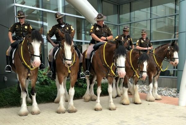 Delaware Police Horses.jpg