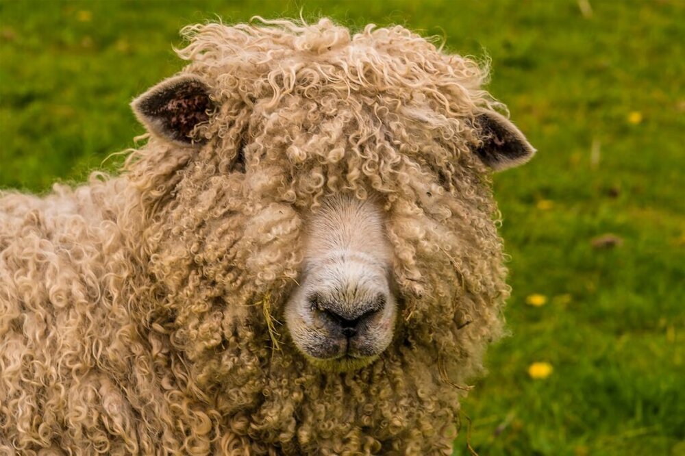 sheepish.jpg