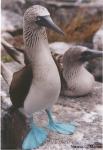 blue_footed_booby_stand.jpg