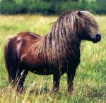 Shetland_pony.jpg
