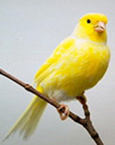 canary.jpg